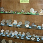 glowonogi w gablocie